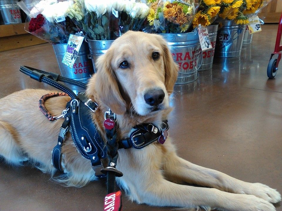 Growing Up Guide Pup Choosing a service dog breed